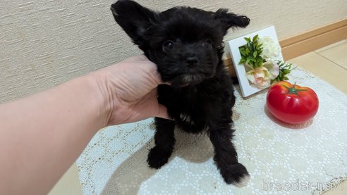 成約済の広島県のチワプー:チワワ×トイプードル-341209の17枚目