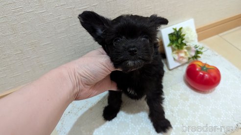成約済の広島県のチワプー:チワワ×トイプードル-341209の16枚目