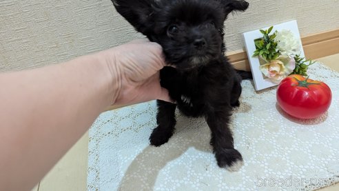 成約済の広島県のチワプー:チワワ×トイプードル-341209の12枚目