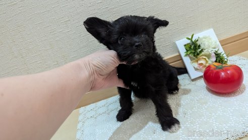 成約済の広島県のチワプー:チワワ×トイプードル-341209の11枚目