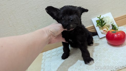 成約済の広島県のチワプー:チワワ×トイプードル-341209の10枚目