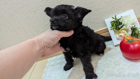 成約済の広島県のチワプー:チワワ×トイプードル-341209の9枚目