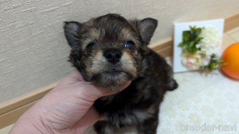 成約済の広島県のチワプー:チワワ×トイプードル-345220の40枚目