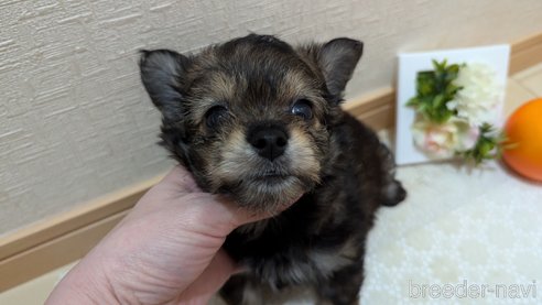 成約済の広島県のチワプー:チワワ×トイプードル-345220の39枚目