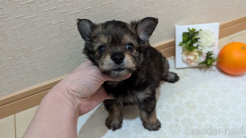 成約済の広島県のチワプー:チワワ×トイプードル-345220の38枚目