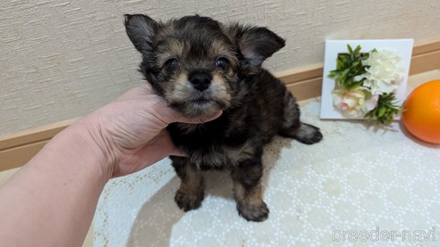 成約済の広島県のチワプー:チワワ×トイプードル-345220の37枚目