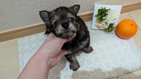 成約済の広島県のチワプー:チワワ×トイプードル-345220の36枚目