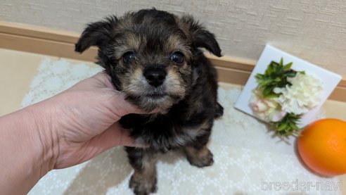 成約済の広島県のチワプー:チワワ×トイプードル-345220の34枚目