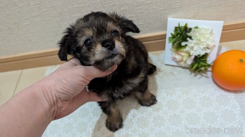 成約済の広島県のチワプー:チワワ×トイプードル-345220の32枚目