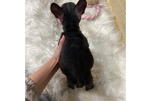 成約済の栃木県のフレンチブルドッグ-343759の7枚目