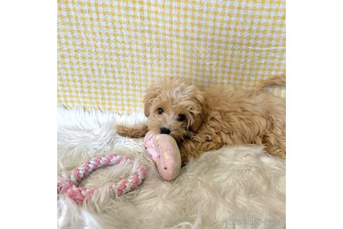 成約済の栃木県のマルプー:マルチーズ×トイプードル-334050の20枚目