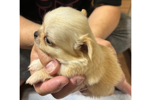 成約済の福岡県のチワワ(ロングコート)-350522の7枚目
