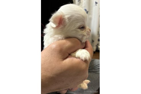 成約済の福岡県のチワワ(ロングコート)-350523の9枚目