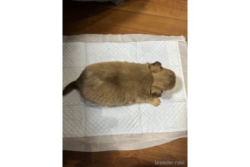 成約済の福岡県のチワワ(ロングコート)-350526の7枚目