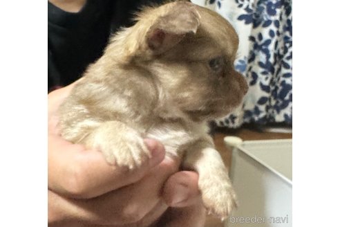 成約済の福岡県のチワワ(ロングコート)-350526の11枚目