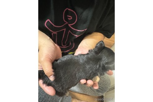 成約済の福岡県のチワワ(ロングコート)-350527の18枚目