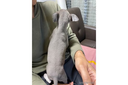 成約済の愛知県のイタリアングレーハウンド(イタグレ)-350529の6枚目