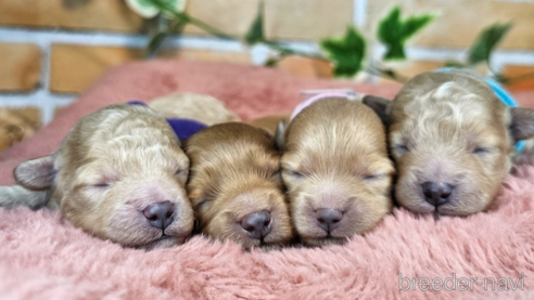 成約済の愛知県のミックス犬-349831の48枚目