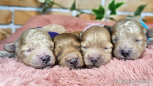 成約済の愛知県のミックス犬-349830の47枚目