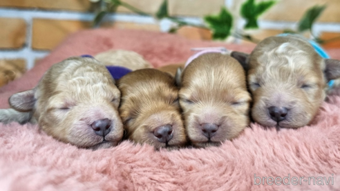 成約済の愛知県のミックス犬-349817の30枚目