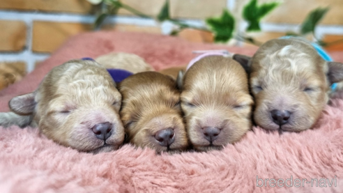 成約済の愛知県のミックス犬-349811の32枚目