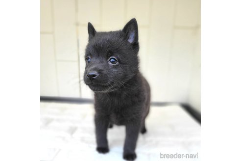成約済の茨城県のスキッパーキ-347674の2枚目
