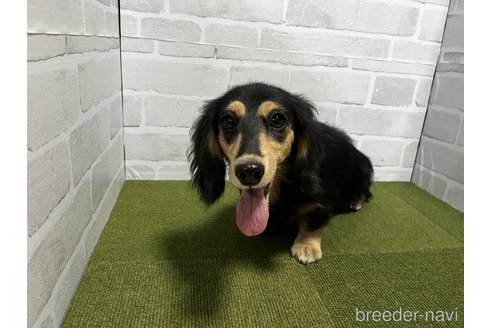 かなこちゃん1枚目