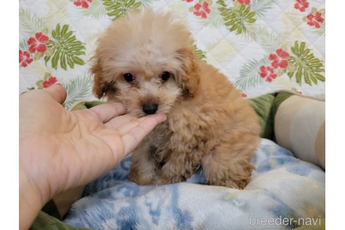 成約済の神奈川県のミックス犬-350703の3枚目