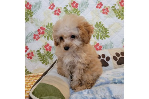 成約済の神奈川県のミックス犬-350703の4枚目