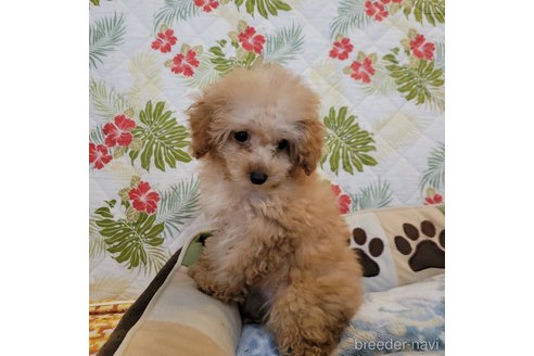 成約済の神奈川県のミックス犬-350703の5枚目