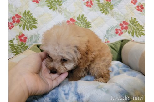 成約済の神奈川県のミックス犬-350703の6枚目