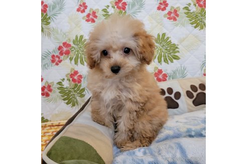 成約済の神奈川県のミックス犬-350703の1枚目