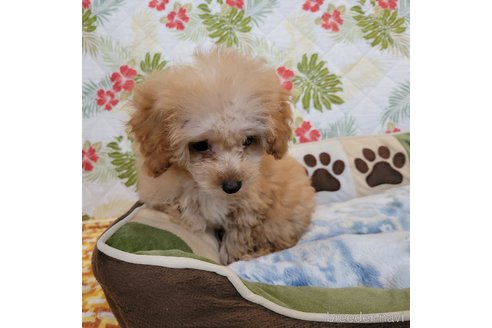 成約済の神奈川県のミックス犬-350703の2枚目