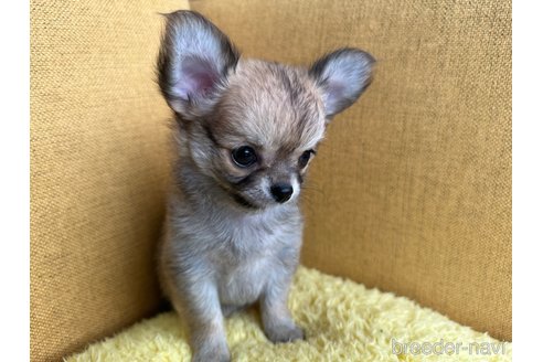 成約済の福岡県のチワワ(ロングコート)-350575の5枚目