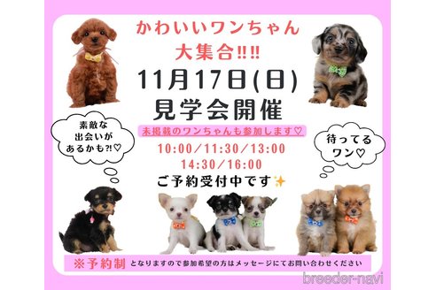 成約済の神奈川県のチワワ(ロングコート)-349598の2枚目