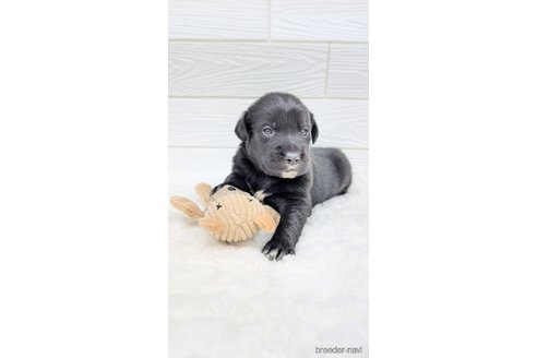 成約済の宮崎県のミックス犬-350587の4枚目