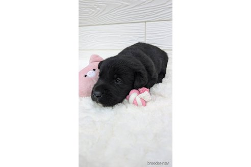 成約済の宮崎県のミックス犬-350588の6枚目