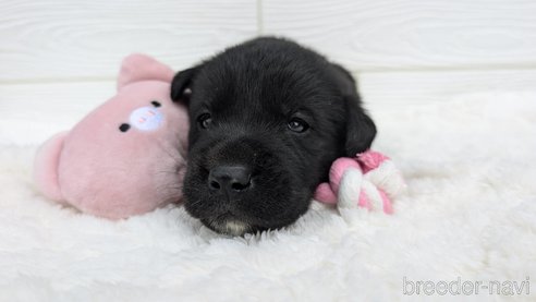 成約済の宮崎県のミックス犬-350588の3枚目
