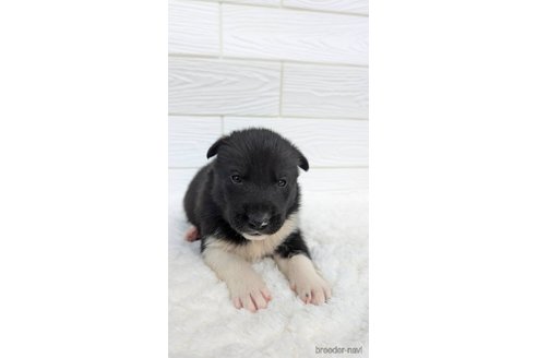 成約済の宮崎県のミックス犬-350589の3枚目
