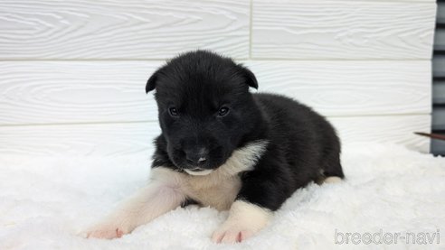 成約済の宮崎県のミックス犬-350589の5枚目