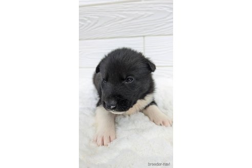 成約済の宮崎県のミックス犬-350589の6枚目