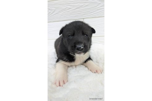 成約済の宮崎県のミックス犬-350589の7枚目