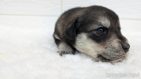 成約済の宮崎県のミックス犬-350591の3枚目