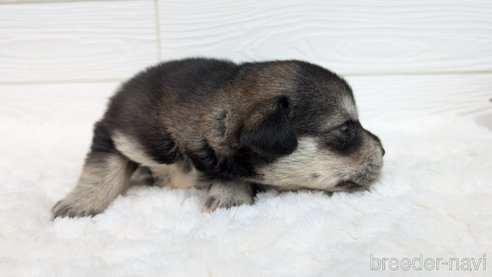 成約済の宮崎県のミックス犬-350591の5枚目