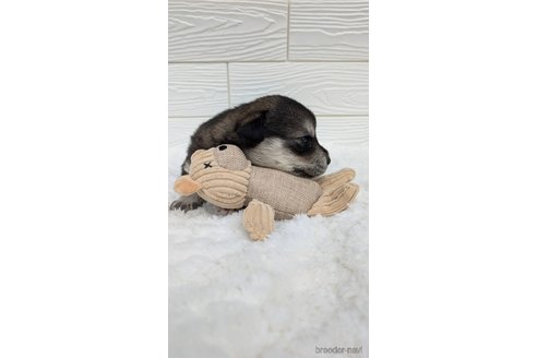 成約済の宮崎県のミックス犬-350591の6枚目