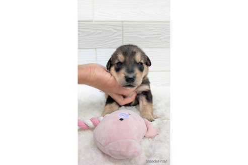成約済の宮崎県のミックス犬-350592の3枚目