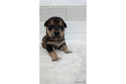 成約済の宮崎県のミックス犬-350592の4枚目