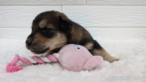 成約済の宮崎県のミックス犬-350592の7枚目