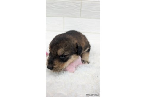 成約済の宮崎県のミックス犬-350592の10枚目