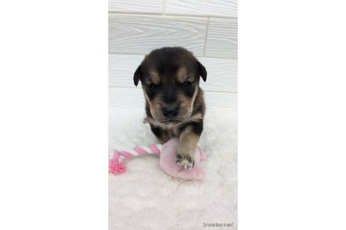 成約済の宮崎県のミックス犬-350592の11枚目